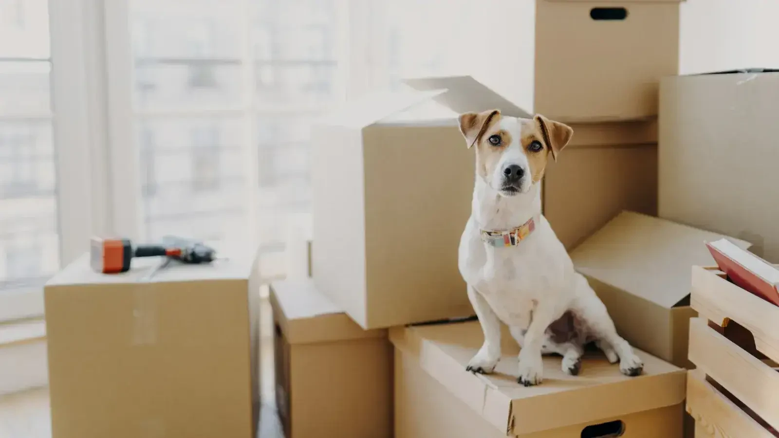 Moving With Pets Checklist